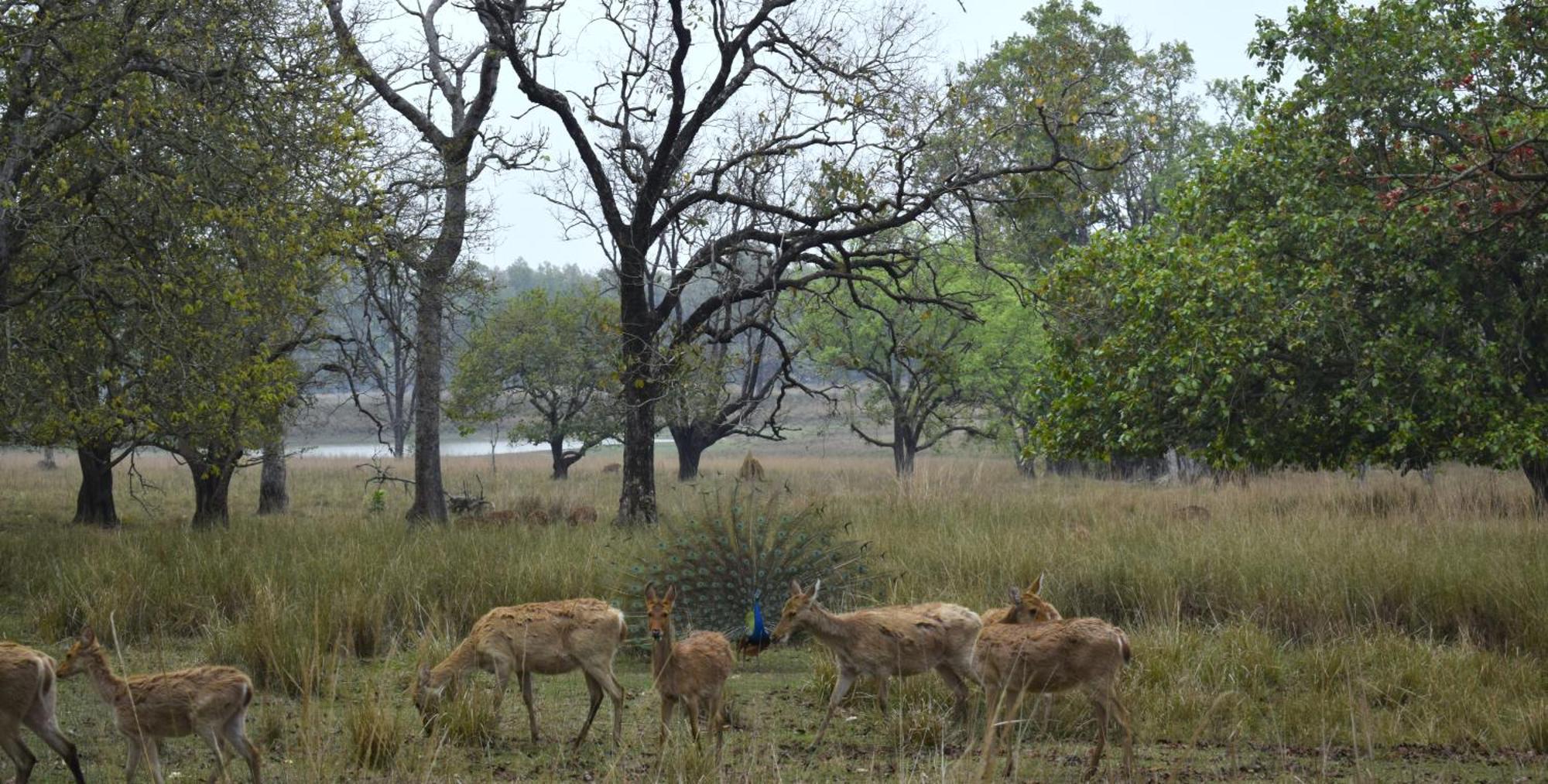 Athulyam Kanha, Kanha National Park, Mukki Gate Khāpa Exterior photo